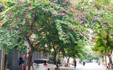 Ngỡ ngàng với con đường hoa ban đỏ trên quê lụa Hà Đông